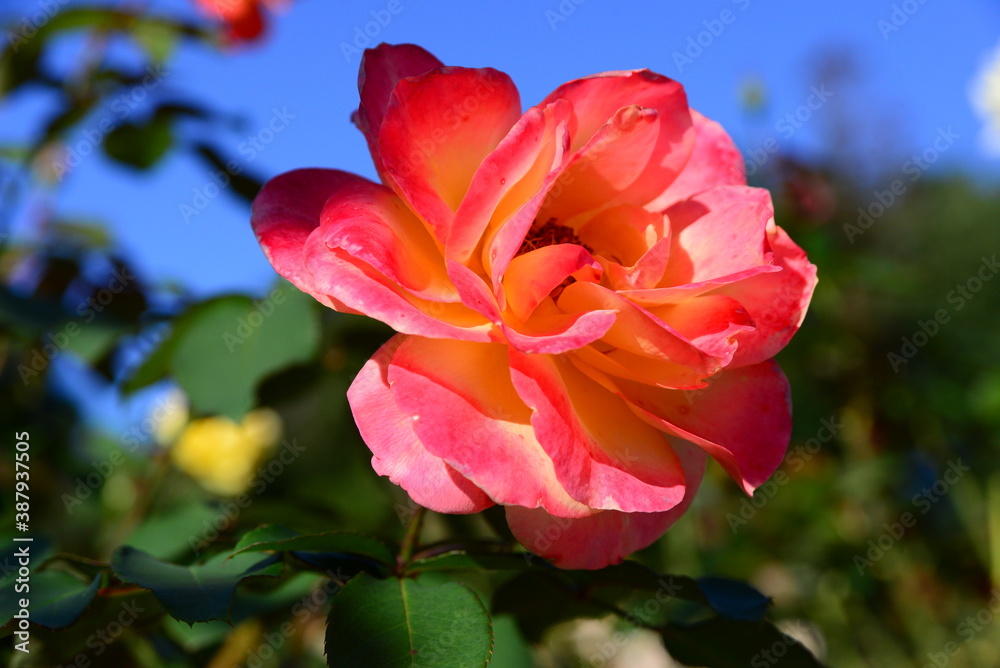 Fototapeta premium オレンジ色のグラデーションが美しいばら