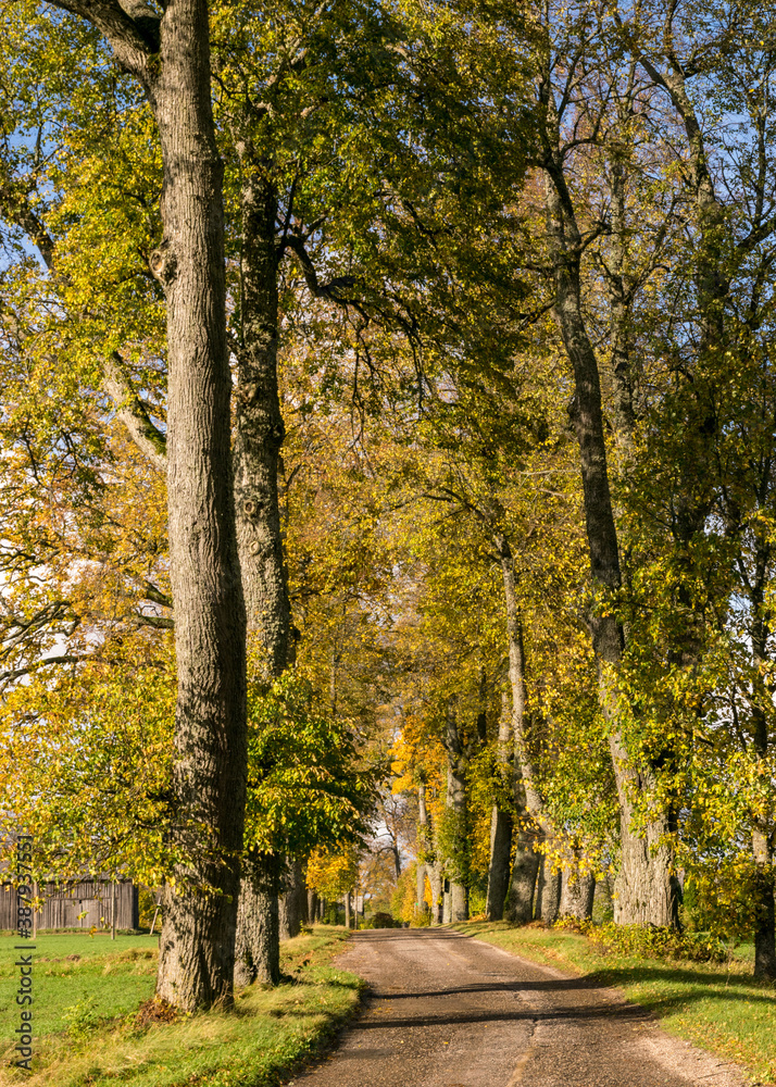 Fototapeta premium colorful landscape with tree alley, gorgeous trees by the roadside, golden autumn