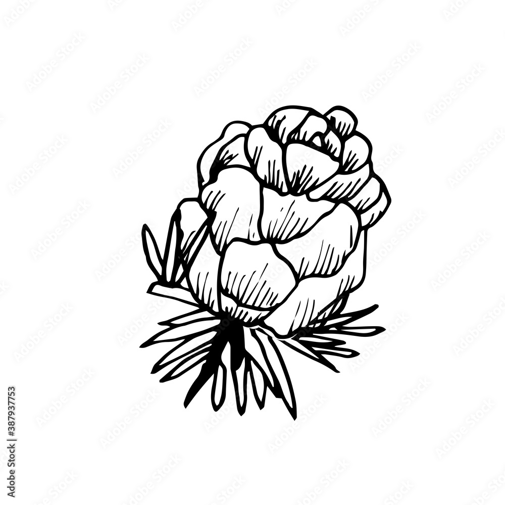 Hand-drawn pine cone. A single pinecone is isolated on a white background. Illustration in the sketch style. New year linear drawing for postcards, design, decor Hand-drawn pine cone. A single pinecone is isolated on a white background. Illustration in the sketch style. New year linear drawing for postcards, design, decor