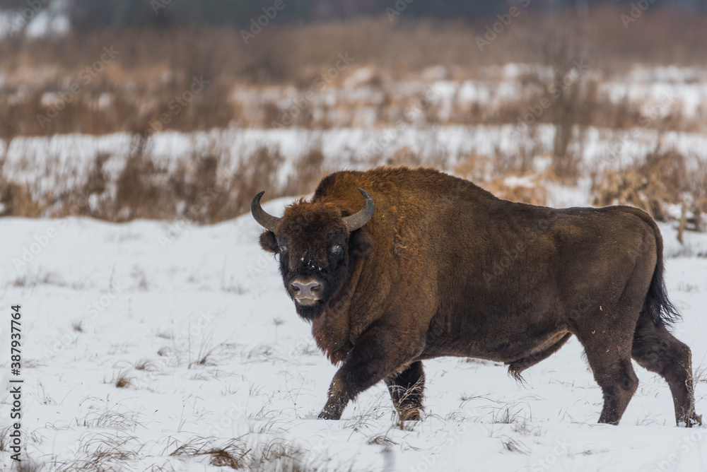 bison in winter bison in winter