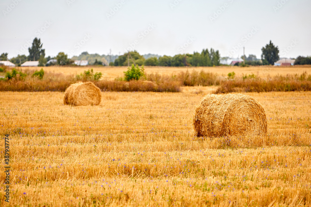 Bright yellow dry Rolls of haystacks on the summer field. Rural landscapes Bright yellow dry Rolls of haystacks on the summer field. Rural landscapes