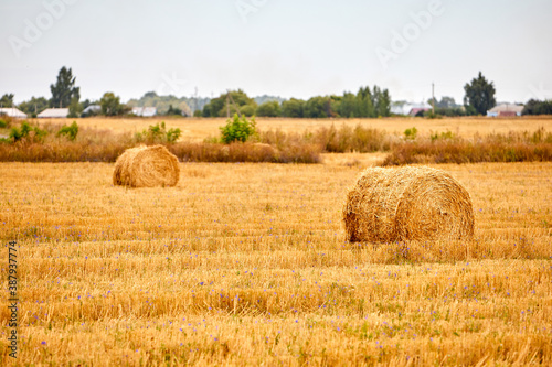 Bright yellow dry Rolls of haystacks on the summer field. Rural landscapes