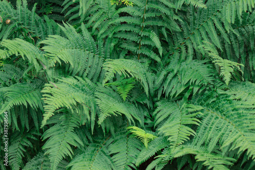 Fern leaves and branches.