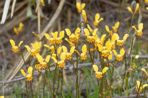 Diuris sp (terrestrial orchid) seen east of Hyden, Western Australia photo