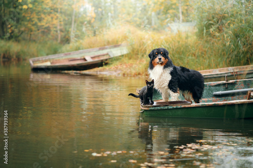 dog and cat in a boat on the lake in autumn. Friendly pets in nature. Australian shepherd and black cat