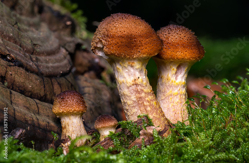 young honey agaric mushroom grows in green moss