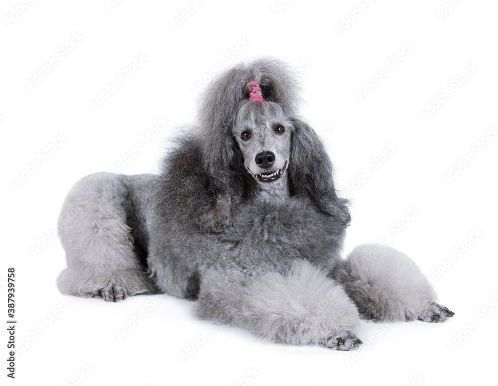 Cute poodle lying isolated on a white background Cute poodle lying isolated on a white background