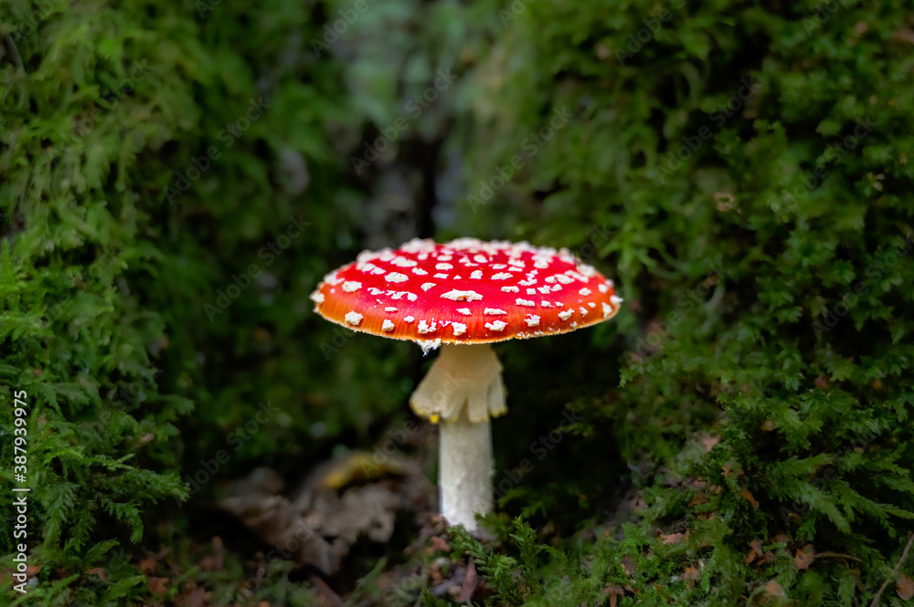 Amanita muscaria commonly known as the fly agaric or fly amanita Amanita muscaria commonly known as the fly agaric or fly amanita
