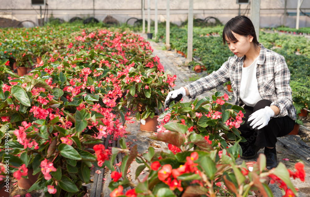 Cheerful chinese woman florist holding potted flowers begonia. High quality photo
