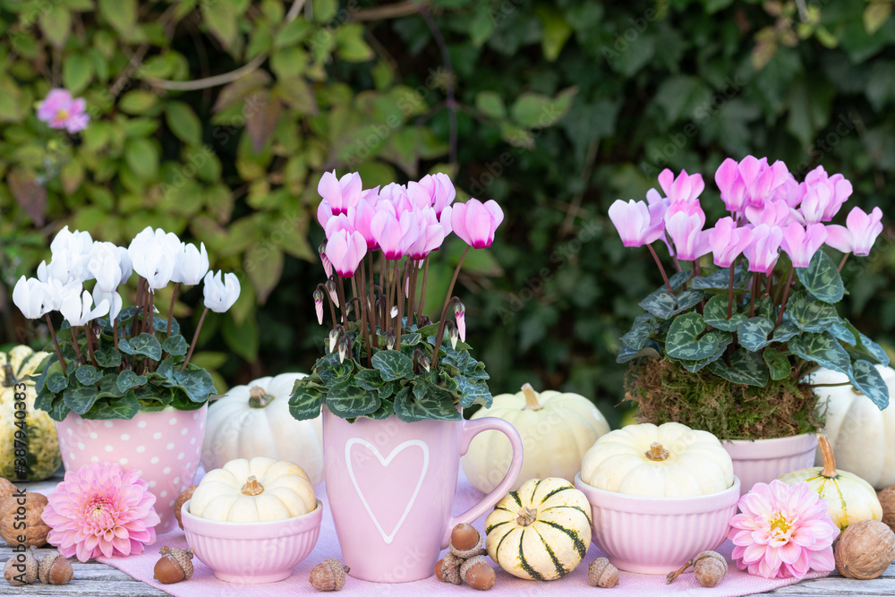 florales Herbst-Arrangement in Pink und Weiß mit Alpenveilchen und Kürbissen