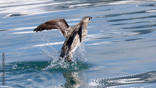 Kittlitz's Murrelet, Brachyramphus brevirostris photo