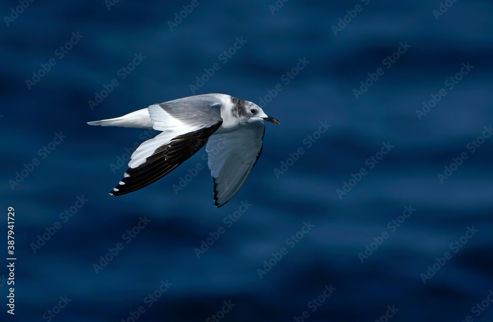 Sabine's Gull, Xema sabini Sabine's Gull, Xema sabini