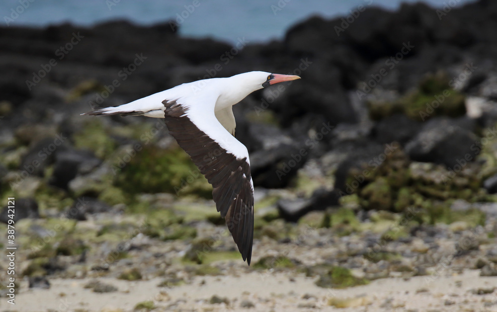 Fototapeta premium Nazca Booby, Sula granti