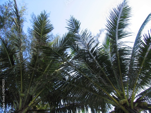 Coconut palm trees leaves in Thailand's jungles on the sky background. From down to up view.