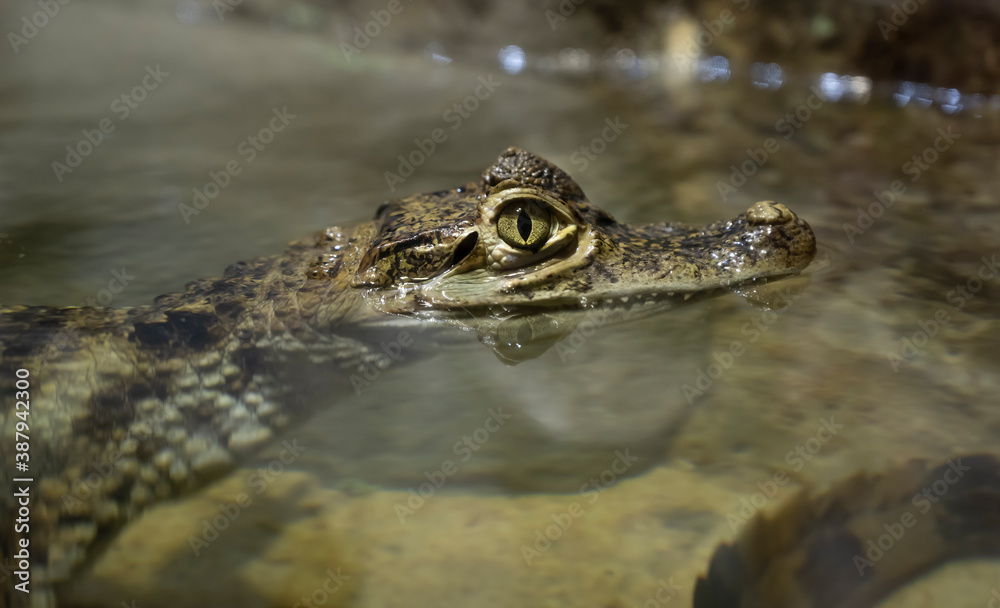 Small crocodile head close-up at the zoo Small crocodile head close-up at the zoo