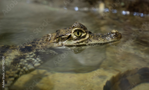 Small crocodile head close-up at the zoo