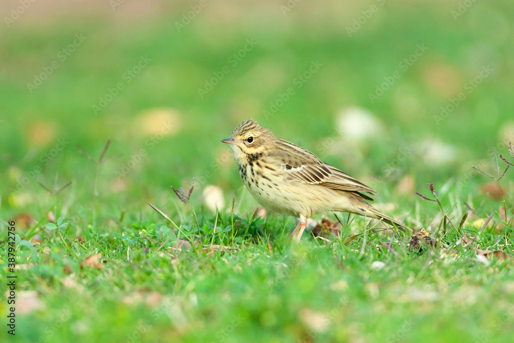 Fototapeta premium Boompieper, Tree Pipit, Anthus trivialis