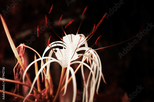 close up of a flower