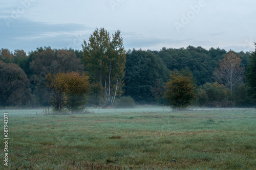 Fog rising over a yellowish meadow in a forest near Warsaw, Poland. A chilly autumn morning.