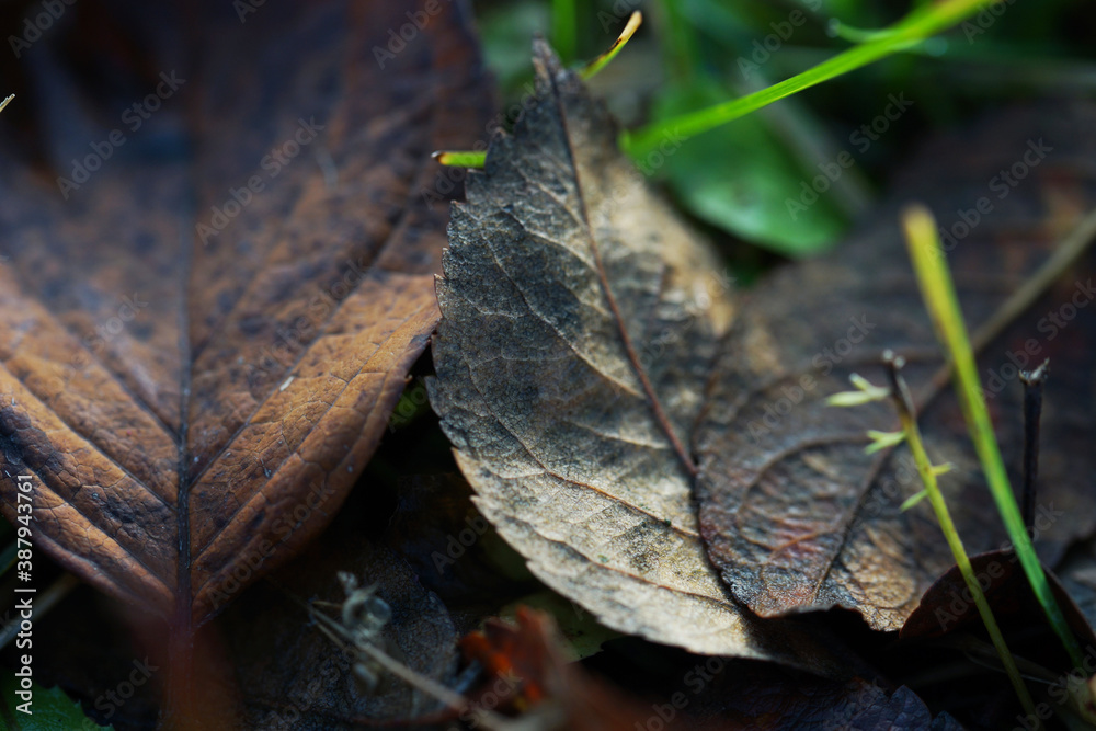 Fallen autumn leaves close up