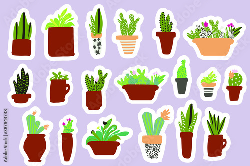 Cactus in flower pots. Flat illustration style