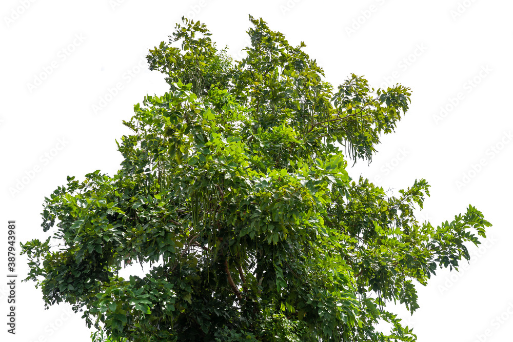 Green bush isolated on white background with copy space and clipping path. Green bush isolated on white background with copy space and clipping path.