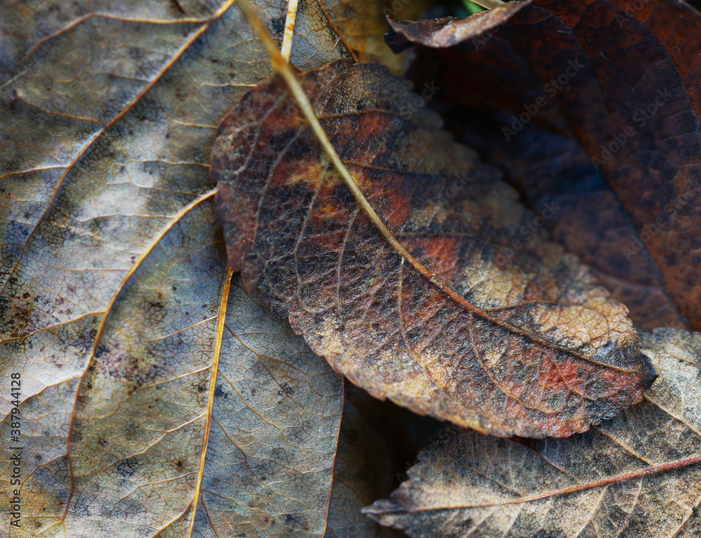 Fallen autumn leaves close up