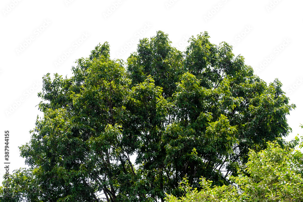 Green bush isolated on white background with copy space and clipping path. Green bush isolated on white background with copy space and clipping path.