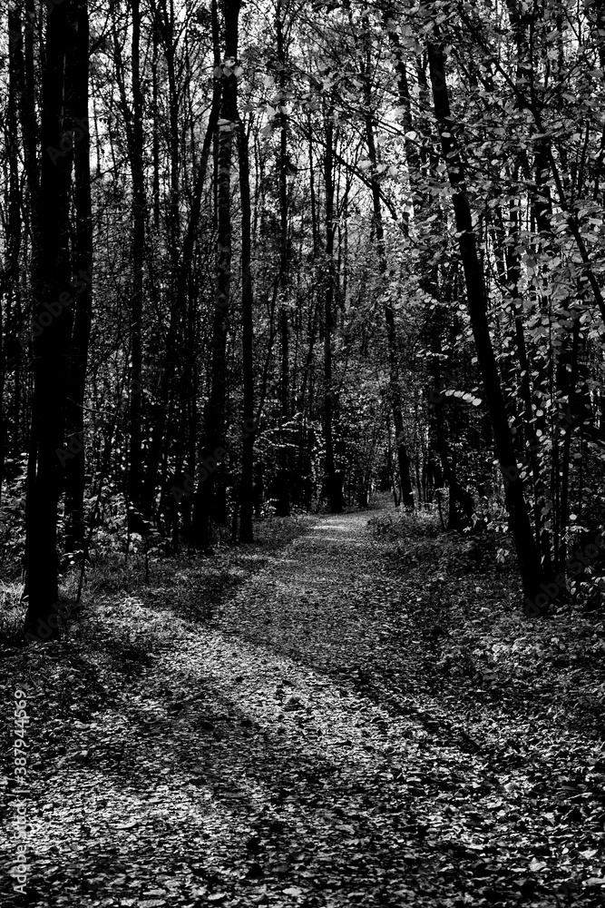 Fototapeta premium Sunny day in the autumn forest.