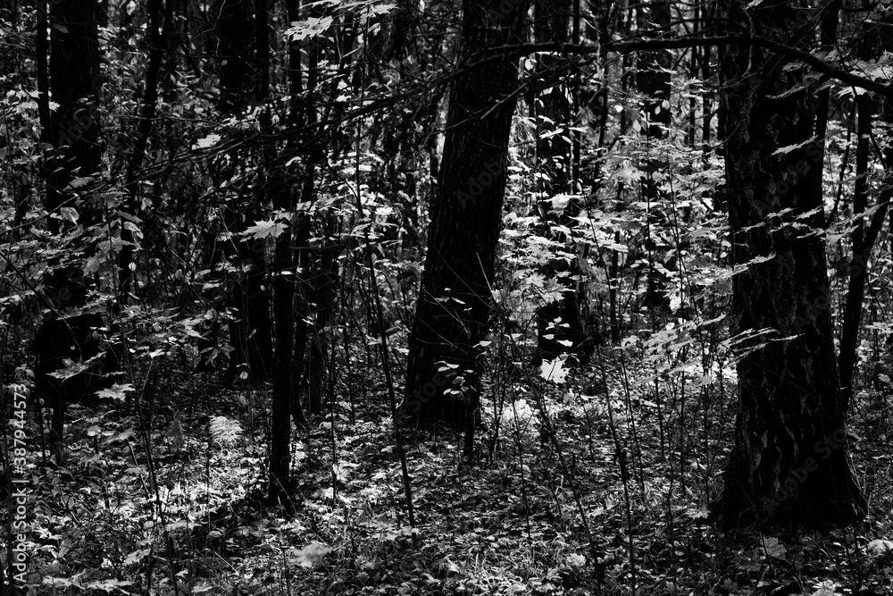 Fototapeta premium Sunny day in the autumn forest.