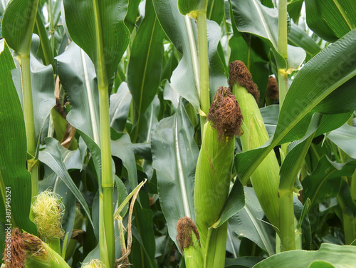Close-up view of maize ears in the maize field, covered by the protective green bracts and greenish-yellow and brown maize mustache. Individual raindrops on the plant.