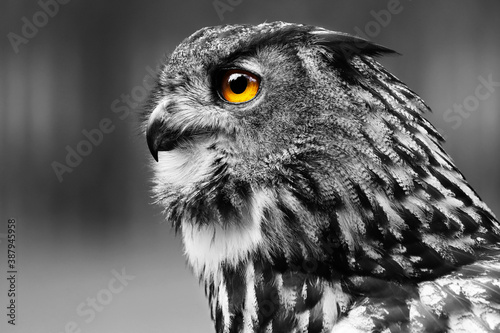 Black and white detail portrait owl