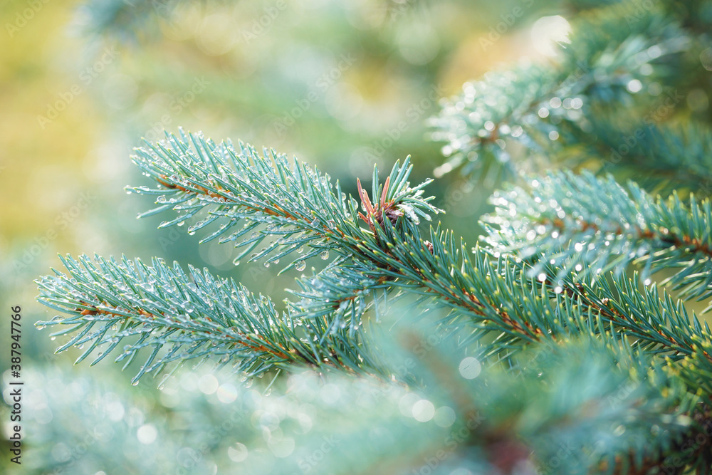 Raindrops on the branches of a blue spruce Raindrops on the branches of a blue spruce