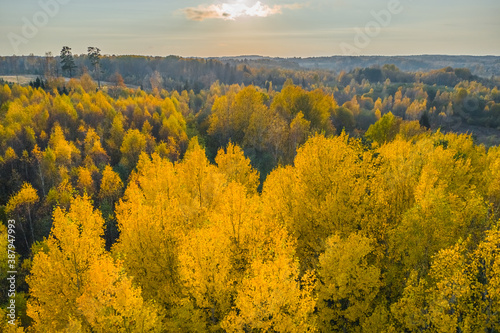 Fototapeta Naklejka Na Ścianę i Meble -  Stand of changing bright yellow trees on fall afternoon