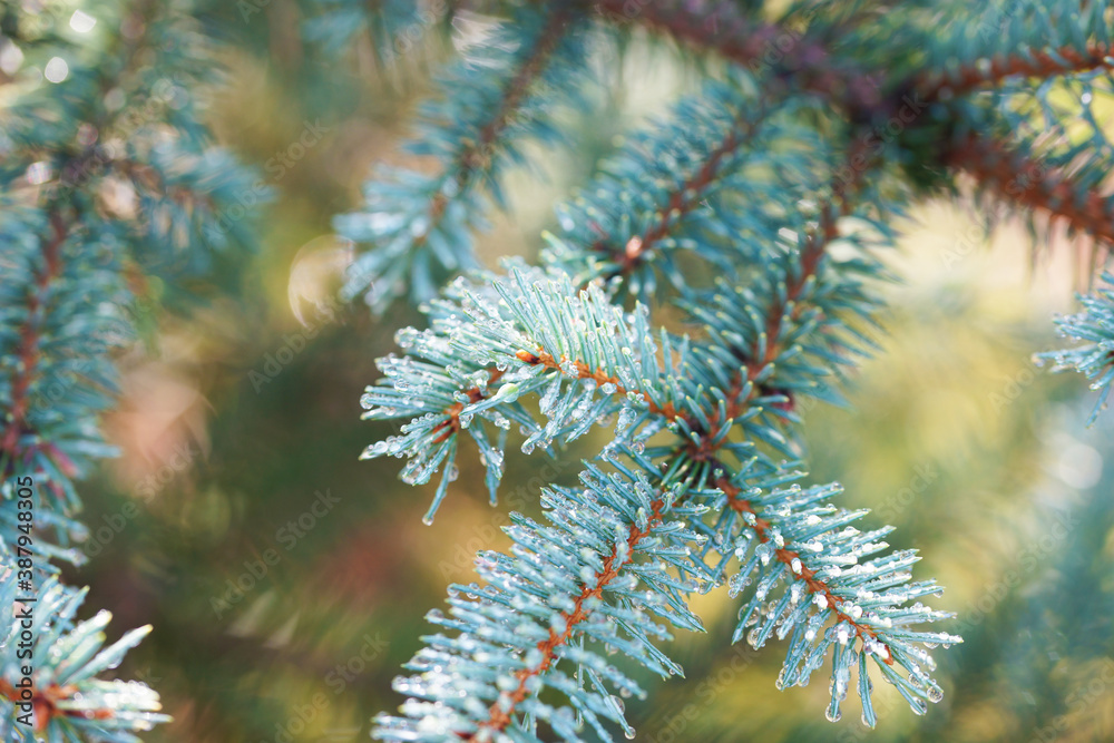 Raindrops on the branches of a blue spruce Raindrops on the branches of a blue spruce