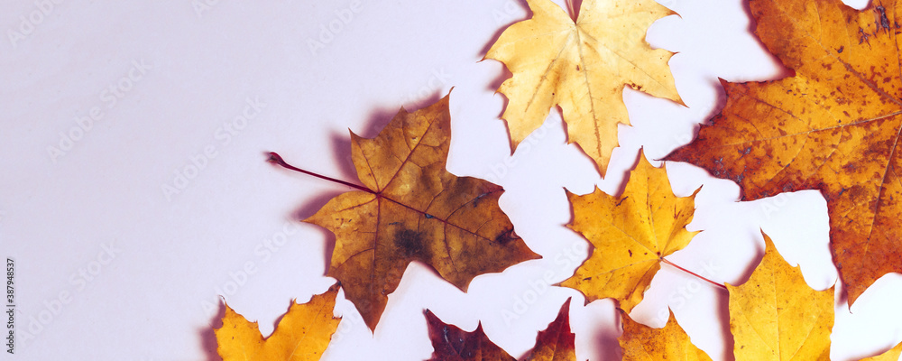 Bright autumn maple leaves on grey paper background. Seasonal fall composition, thanksgiving day concept. Creative flatlay, top view, copy space Bright autumn maple leaves on grey paper background. Seasonal fall composition, thanksgiving day concept. Creative flatlay, top view, copy space
