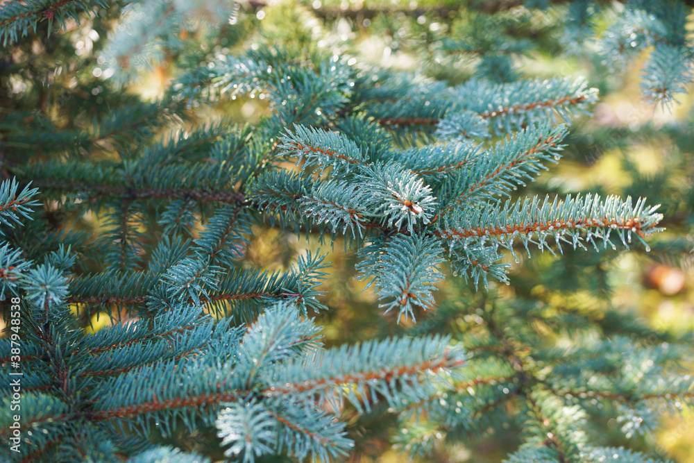 Raindrops on the branches of a blue spruce