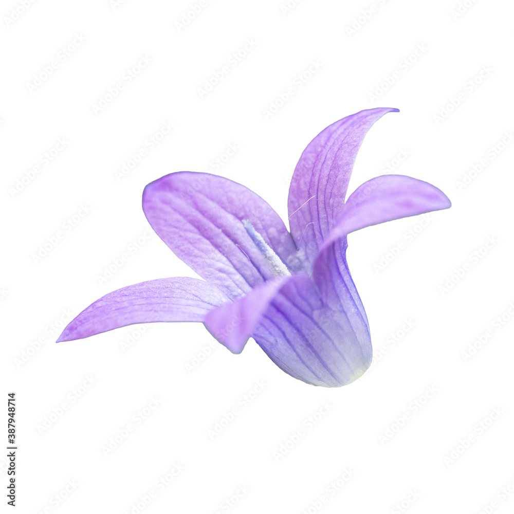 Naklejka premium blossom of spreading bellflower (campanula patula) on white