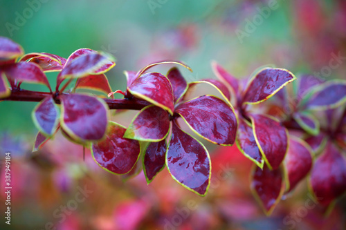 Bright colorful autumn foliage of barberry photo