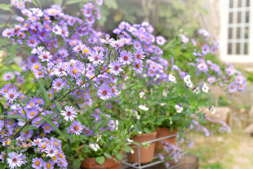 bush of aster flowers blooming  in the garden of a rural house