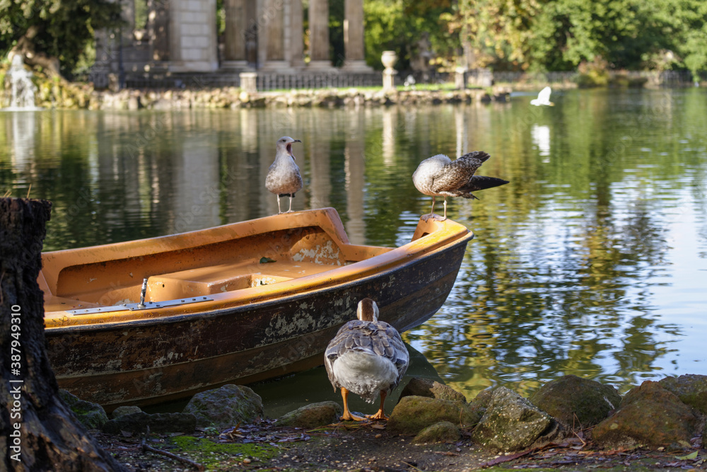 Goélands posés sur une barque dans la Villa Borghèse à Rome Stock Photo