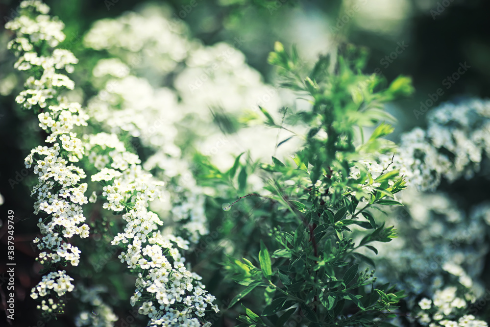Bright spring greens at dawn in the forest. Nature comes to life in early spring. Bright spring greens at dawn in the forest. Nature comes to life in early spring.