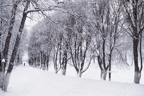 Winter forest landscape. Tall trees under snow cover. January frosty day in the park.
