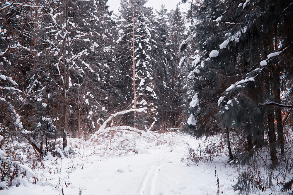 Winter forest landscape. Tall trees under snow cover. January frosty day in the park. Winter forest landscape. Tall trees under snow cover. January frosty day in the park.