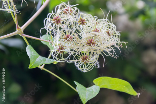 Unripe seed heads of clematis on a blurred background