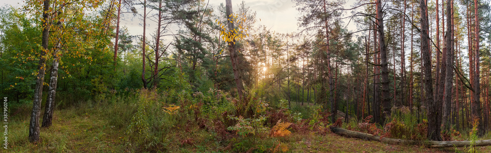 Panorama of deciduous and coniferous autumn forest backlit by sunlight