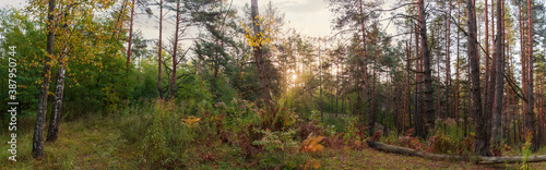 Panorama of deciduous and coniferous autumn forest backlit by sunlight