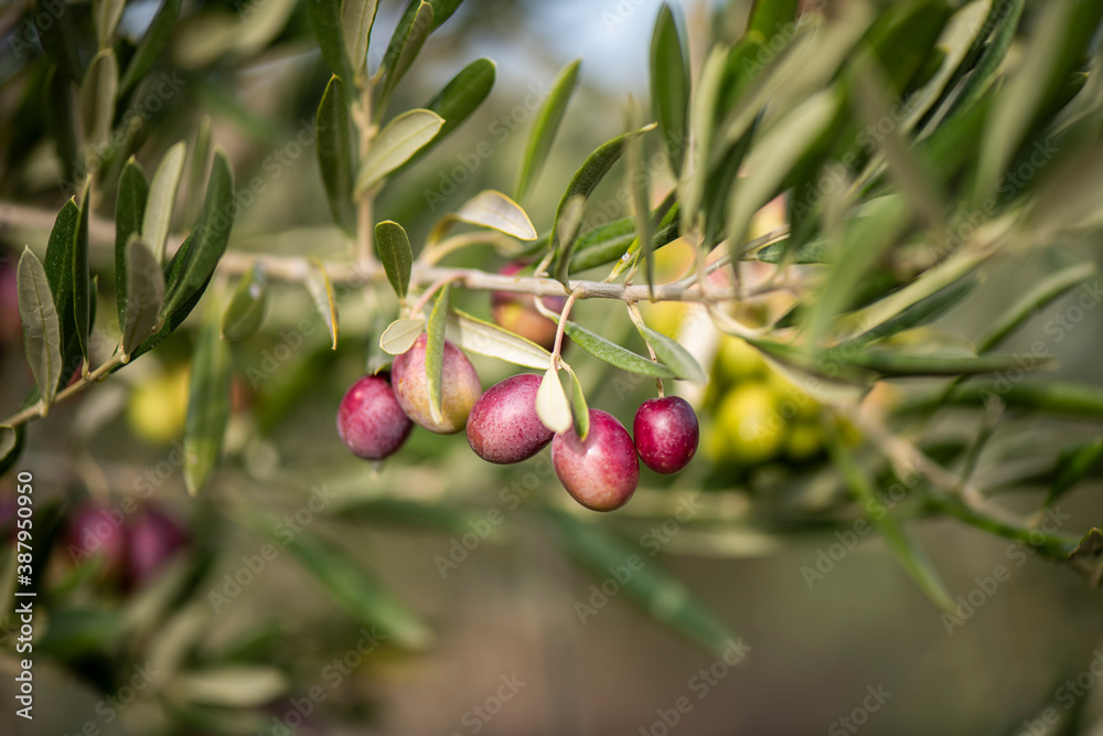 Obraz premium Aceitunas, olivo, olivas, hojas, recogida, mano, cosecha, 