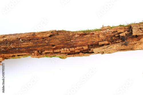 Twigs, set dry rotten branches with lichen isolated on white background