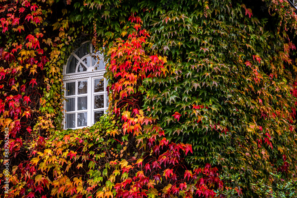 buntes Herbstlaub am Haus mit Fenster